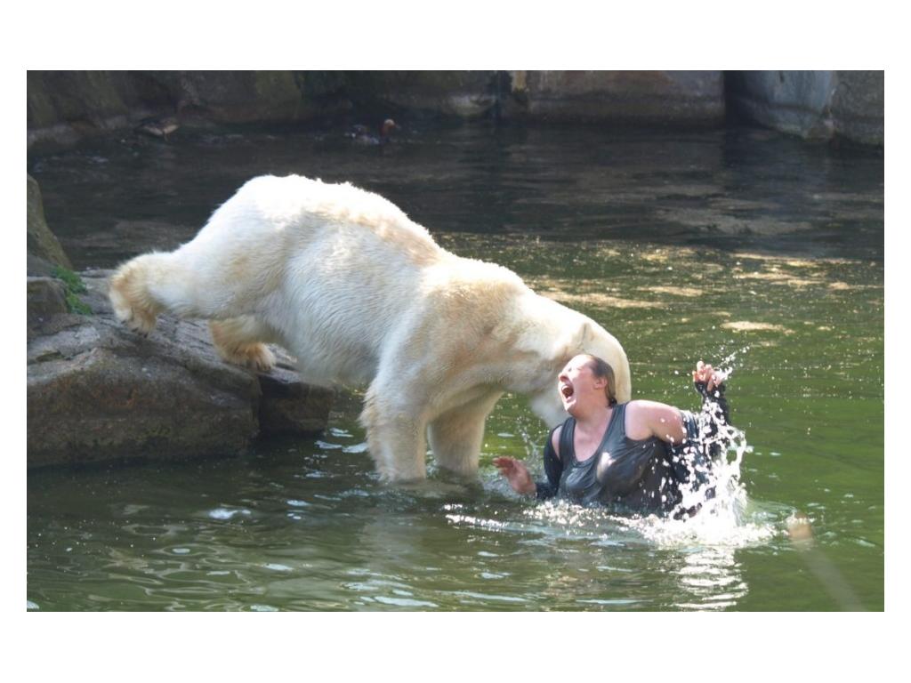 polarbearlady