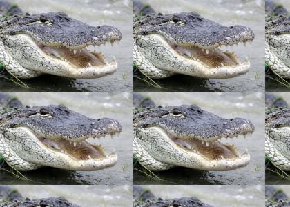 The sound alligators make when humans arent around.