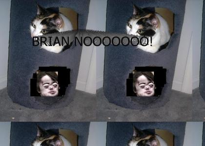 BRIAN PEPPERS IS STALKING SHELF CAT