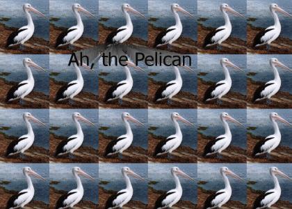 Pelican Plastic