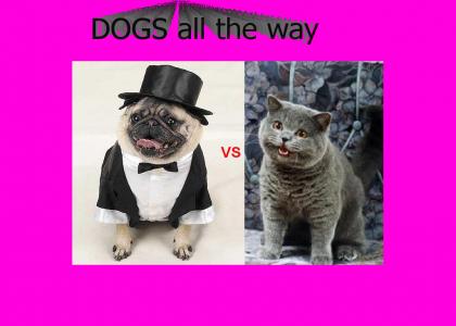 cats VS dogs