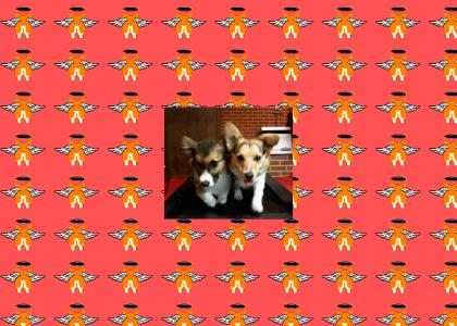 Corgis Strut Towards the Camera