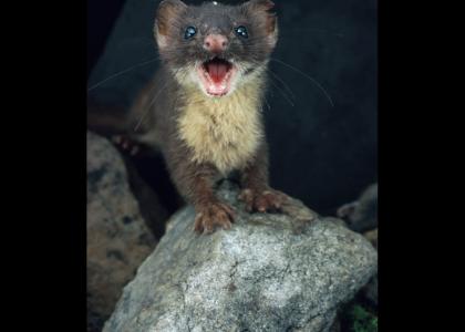 Weasel wants your soul!