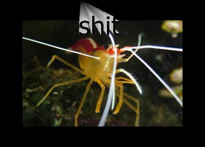 yesyes: shit shrimp