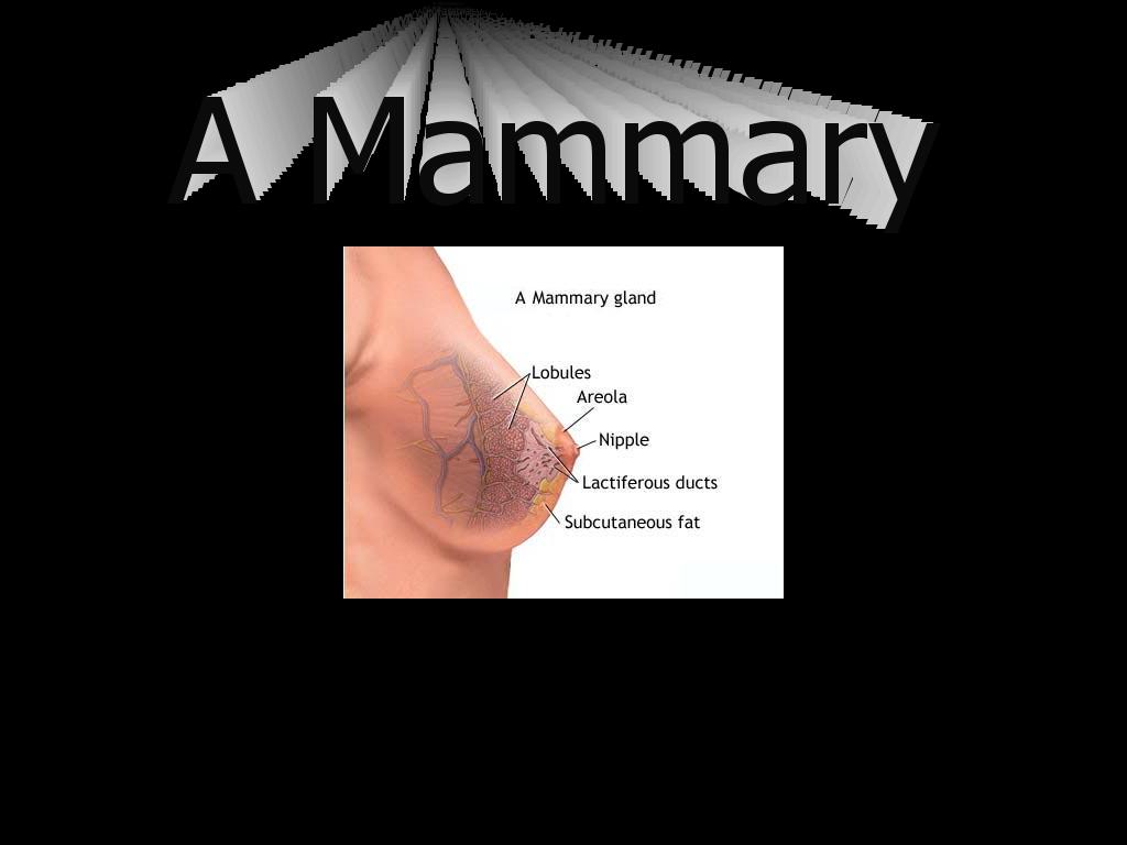 amammary