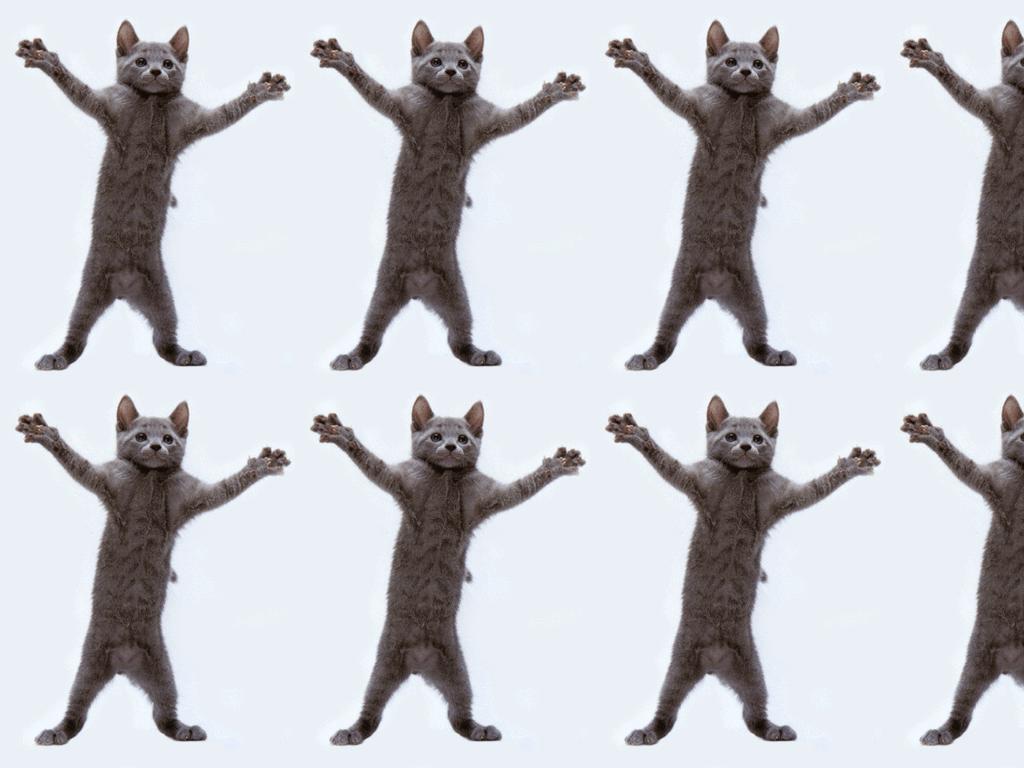 dancing-cat-on-no-stress