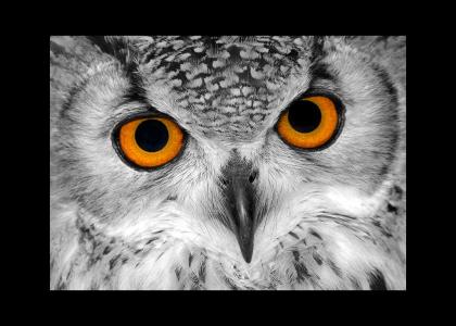 owl stares into your soul