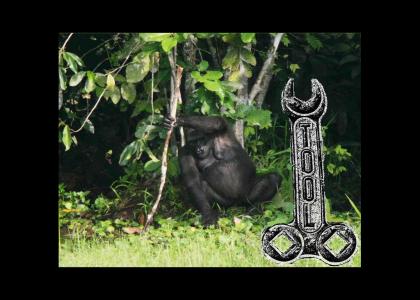 Gorillas use TOOLs