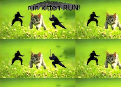 Kitten runs from Ninjas
