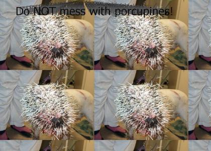 Dont mess with porcupines!!!!