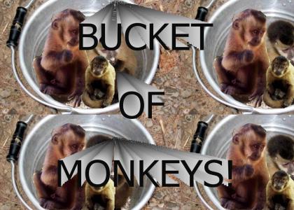 Bucket of Monkeys!
