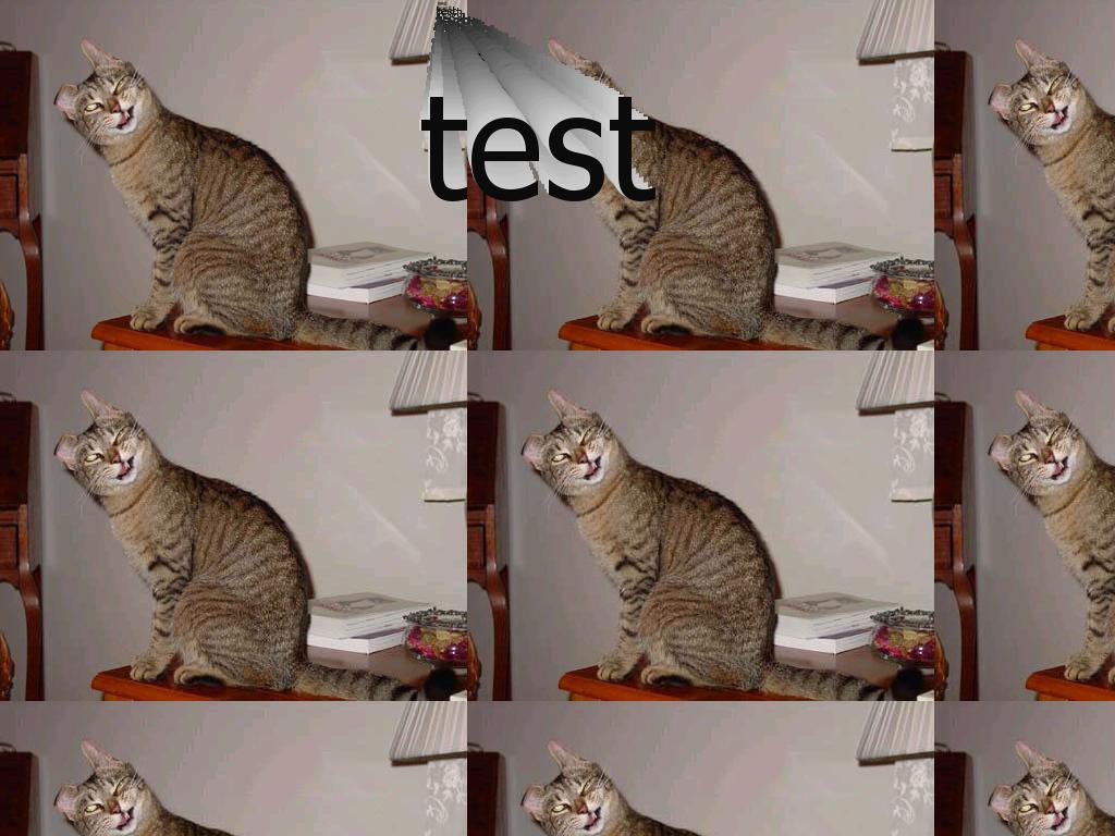 wtfcat