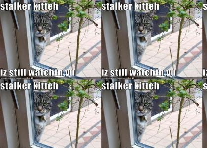 Stalker Cat