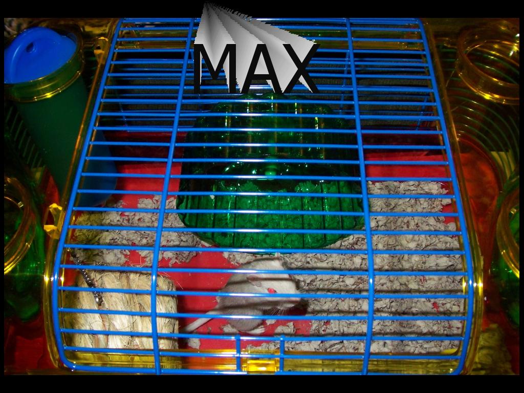 maxthegerbil