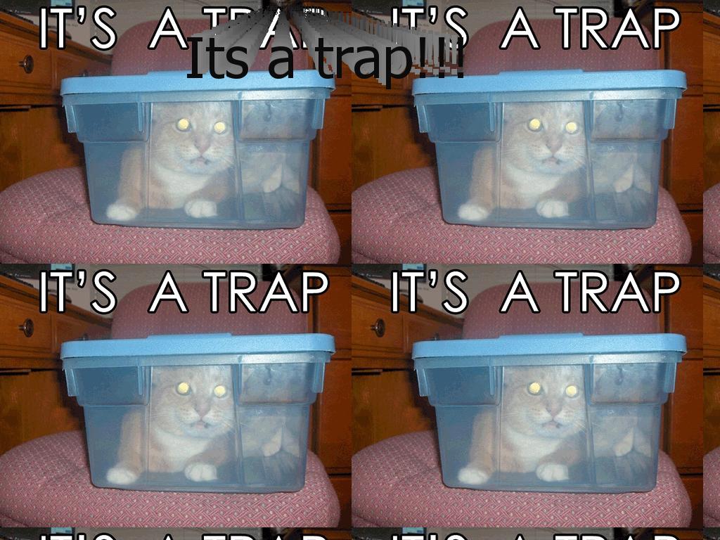 Kittytrap