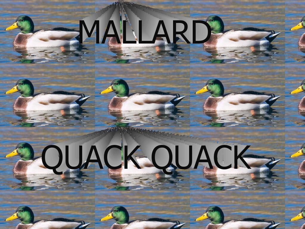 mallard