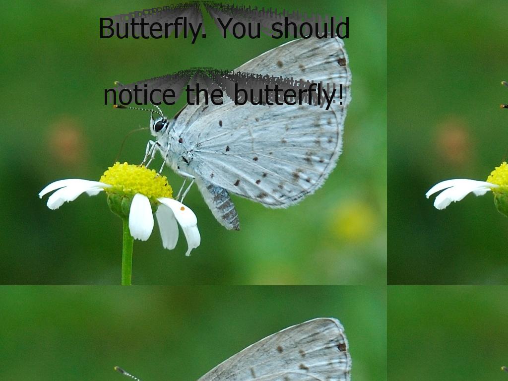 noticethebutterfly