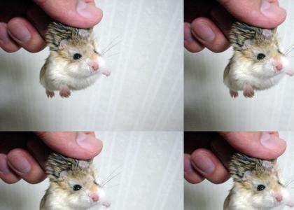 Epic Hamster Maneuver pt. 2