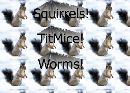 squirrels have std's