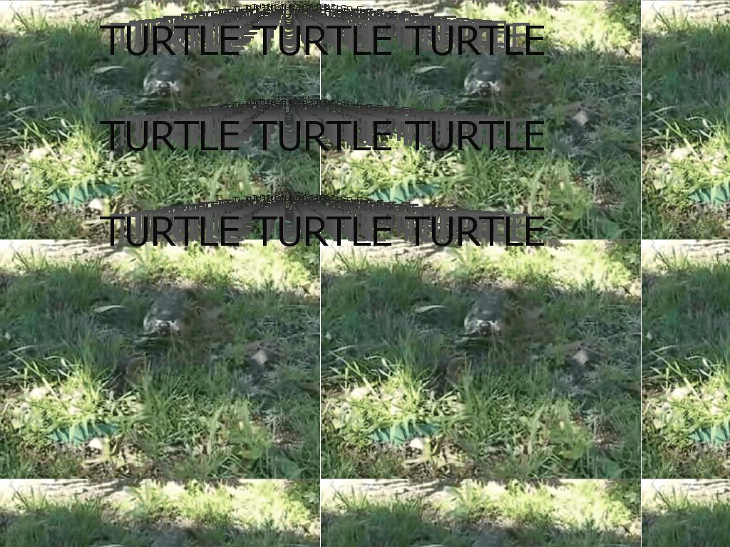 turtleturtle