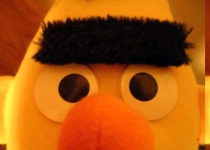 Bert Stares into your soul