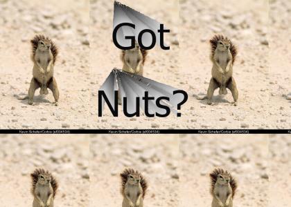Squirrel nuts no zipper