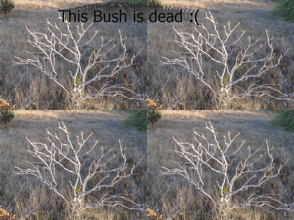 bushdied