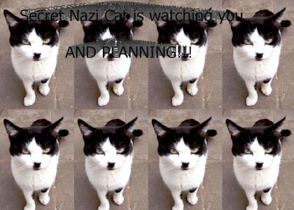 Secret Nazi Cat