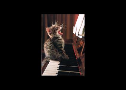 Sing little kitten!