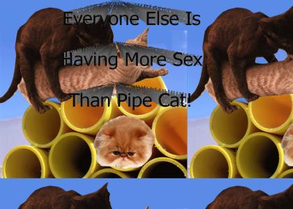 Everyone Else Is Having More Sex Than Pipe Cat!