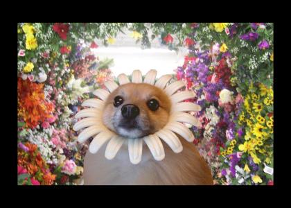 Flower Dog Likes the Music