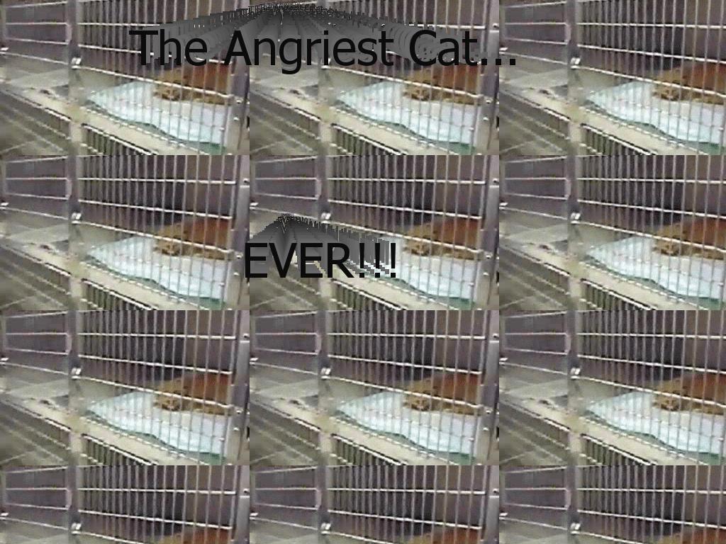 angriestcat
