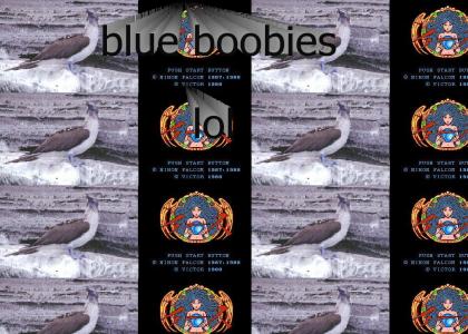 blu boobies