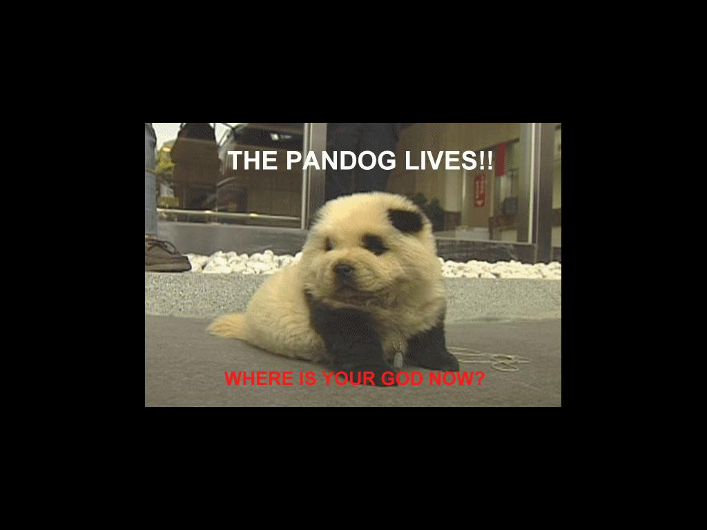 pandog-lives