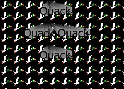 Quack Quack