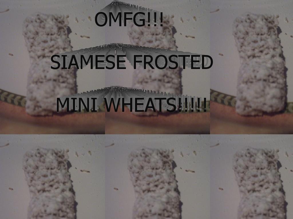 siamesefrostedminiwheats
