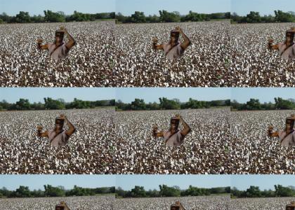 Cotton picker gets down