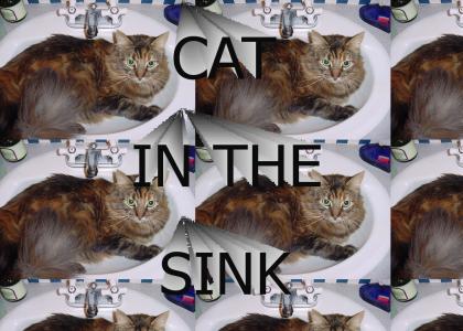 CAT IN THE SINK