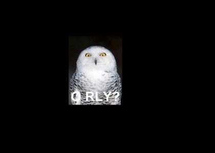 Harry Potter Owls O RLY?