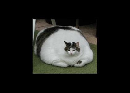 Fat cat!