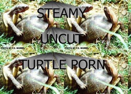 omg it teh turtle pr0n