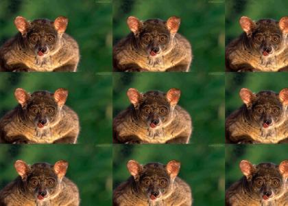 barklikeadog wombat