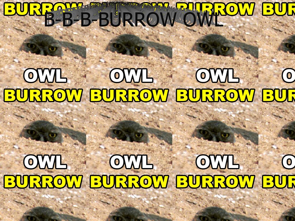 burrowowl