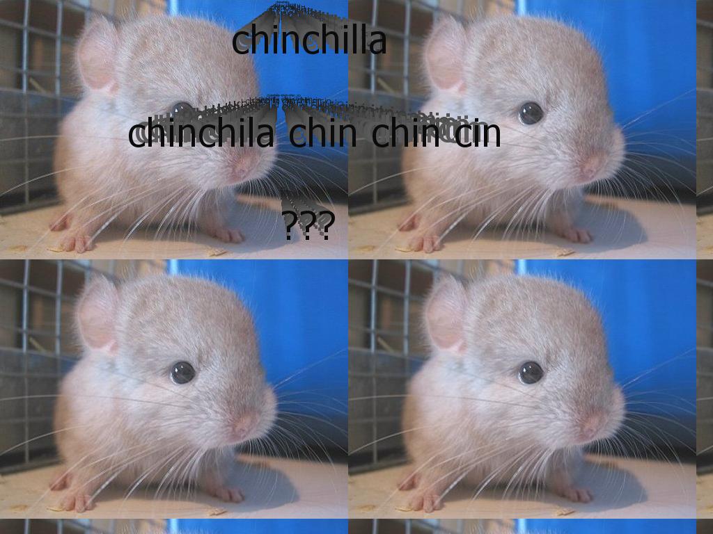 chinchillachindachin