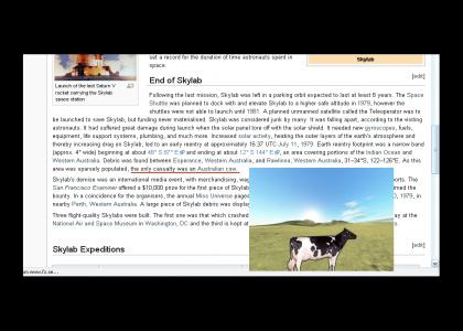 Skylab Owns Australian Cow
