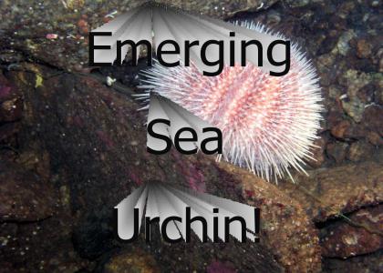 Emerging Sea Urchin!