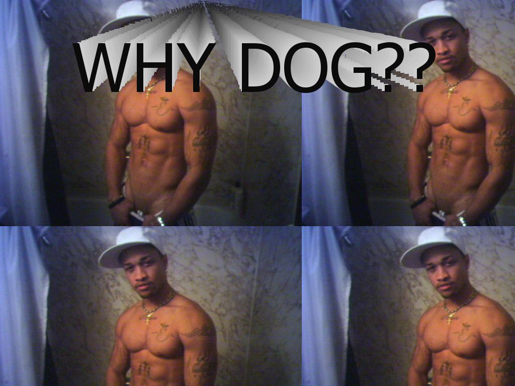 WHYDOG