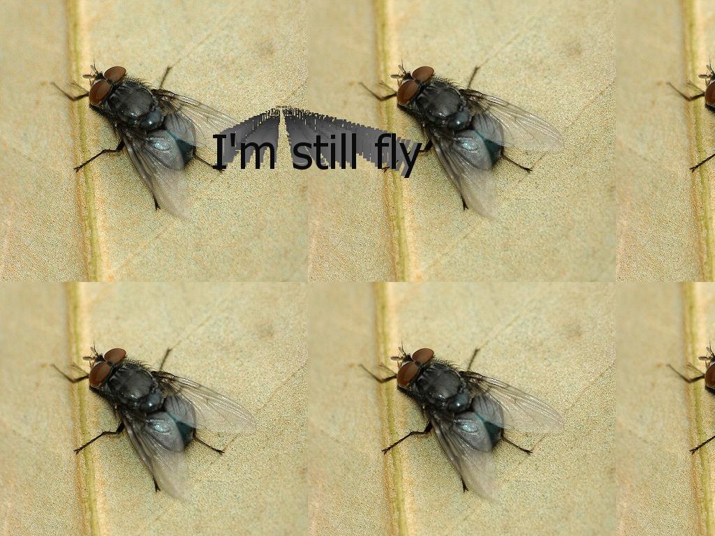 stillfly