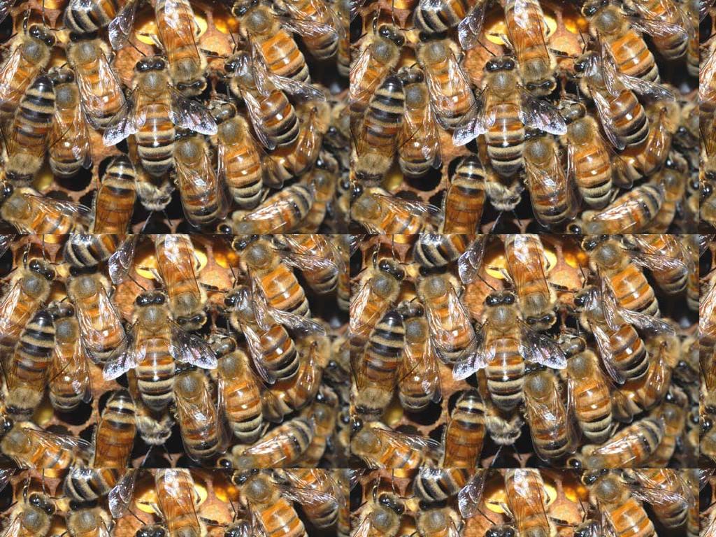 beeworld