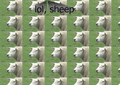 sheep lol!